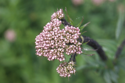 valeriana dispert
