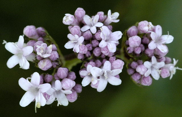 valeriana tranquillante o palliativo