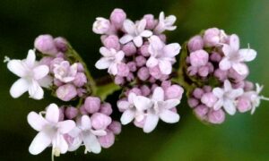 valeriana officinalis