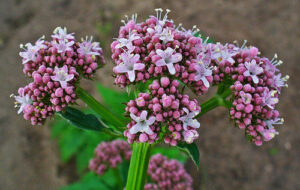 valeriana per combattere l'ansia