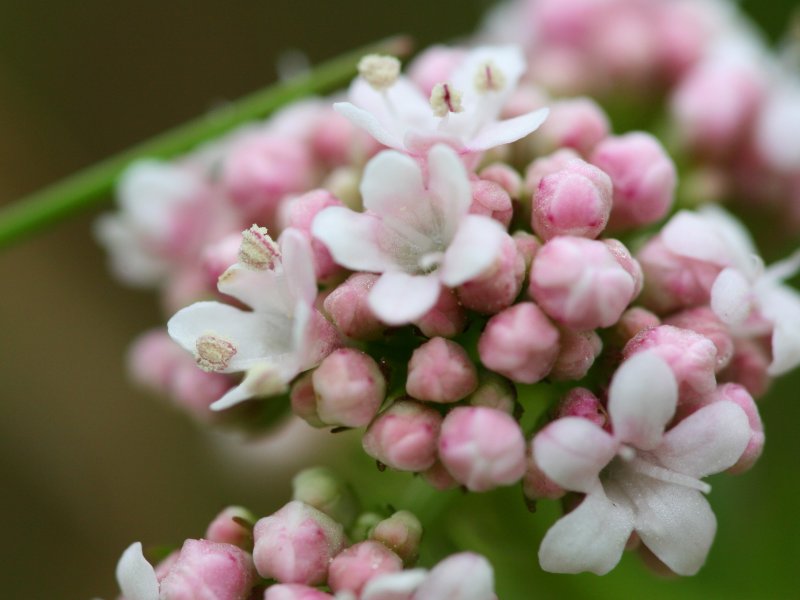 valeriana per smettere di fumare